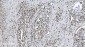 Anti-SAMHD1 Antibody Picoband™ (monoclonal, 10H8)